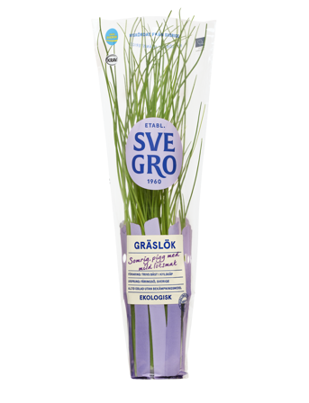 Gräslök i kruka från Svegro