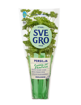 Persilja i kruka från Svegro