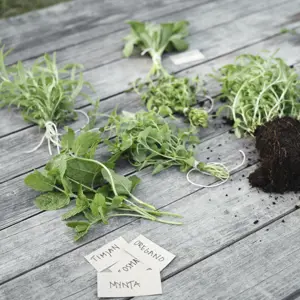 Knippen med färska örter