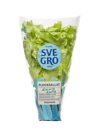 Plocksallat i kruka från Svegro
