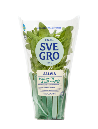 Salvia i kruka från Svegro