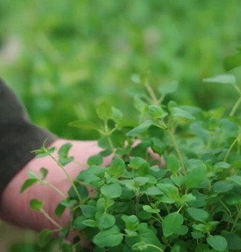 Oregano odling i växthus