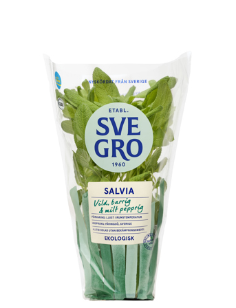 Salvia i kruka från Svegro