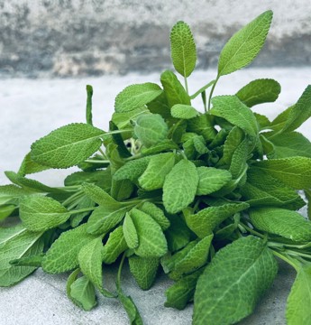 Färsk salvia