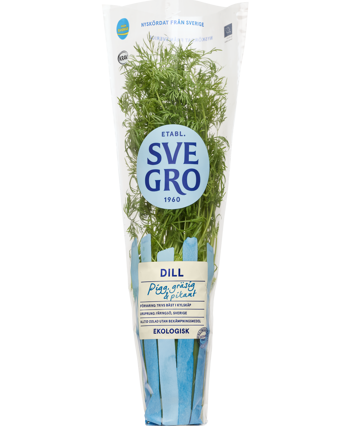 Dill i kruka från Svegro