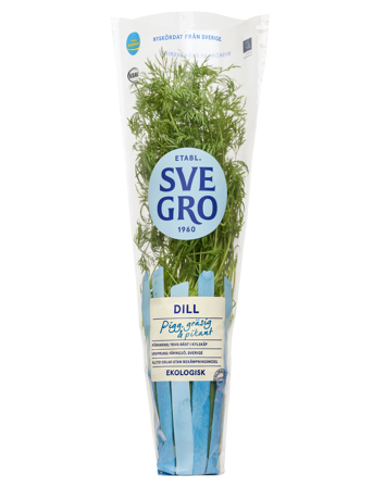 Dill i kruka från Svegro