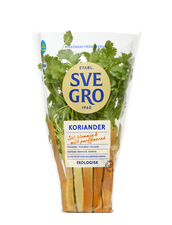 Koriander i kruka från Svegro