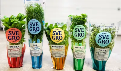 Svegros vanligaste örter