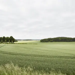 Åkrar utanför Svegros växthus