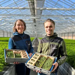 Svegros personal med mikroörter i växthus