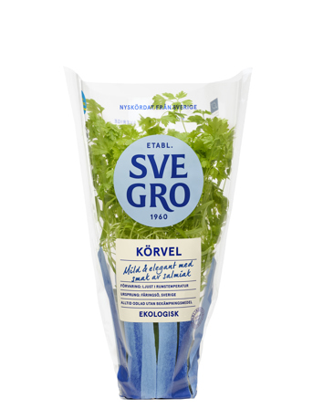 Körvel i kruka från Svegro