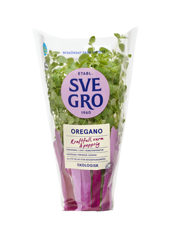 Oregano i kruka från Svegro
