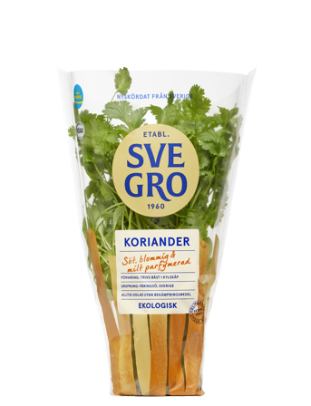 Koriander i kruka från Svegro