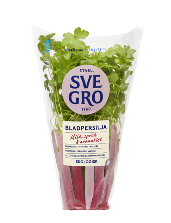 Bladpersilja i kruka från Svegro