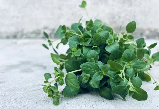 Färsk oregano