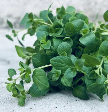 Färsk oregano