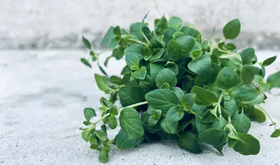 Färsk oregano