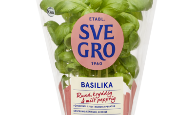 Basilika i kruka från Svegro