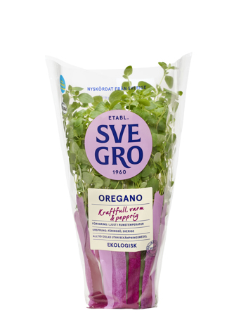 Oregano i kruka från Svegro