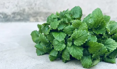 Färsk citronmeliss